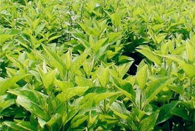 现在农村种植什么农作物赚钱?种植什么前景好
