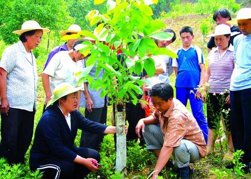 西北农林科技大学专家现场指导核桃嫁接后的管理技术