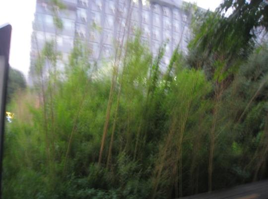 竹林听风,风更鸣