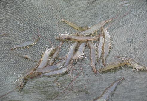 第二个农业创业项目:养对虾