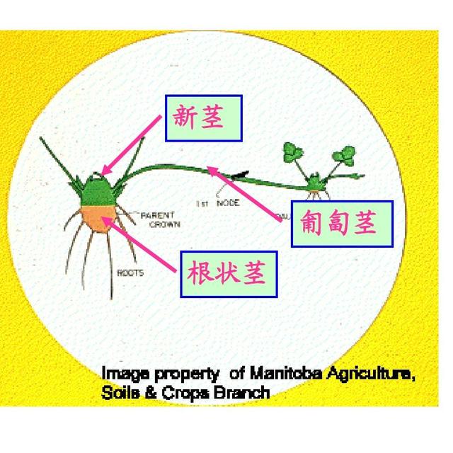 花各部位的介绍图 头条搜索