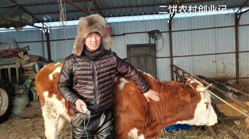 农村小伙养牛创业，给牛打针是关键，简单易懂，看咋操作的