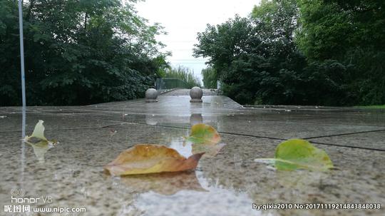 唯美的雨中落叶特写图片