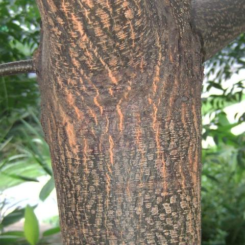 苦楝树图片 头条搜索