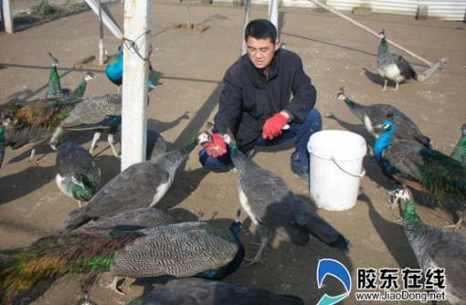 退伍军人转业养孔雀勤劳智慧打开“致富之屏”