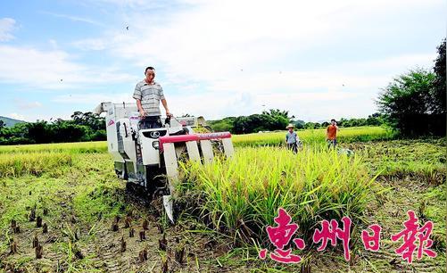 会赶到惠州收割水稻赚钱.本报记者钟畅新摄-稻客来惠收稻忙