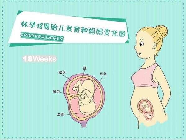 胎儿的大小是由孕妈决定吗
