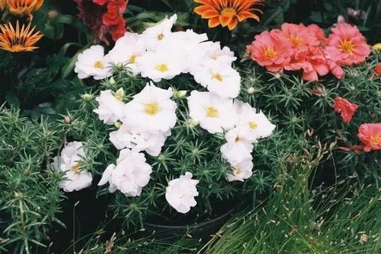 春有百花秋有月,夏有凉风冬有雪.