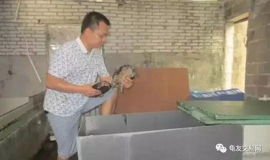 养龟不赚钱?看看博白龟农的销售养殖模式!