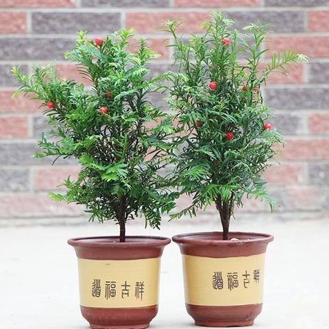 适合室内养殖，有镇宅避邪且有益健康的花卉盆景