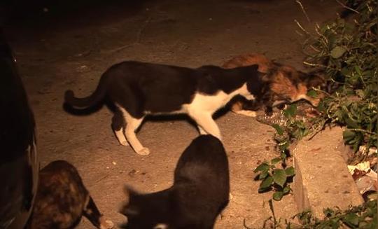 母猫前两次生产的猫咪已经成年了