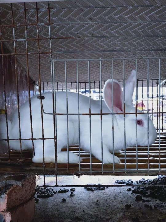肉兔养殖场的建设结构和场地标准需要的要求_兔舍