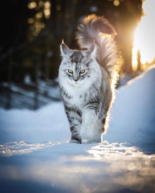 超霸气《雪地里的缅因猫》仿佛在雪中的小狮子帅到不行-图片1