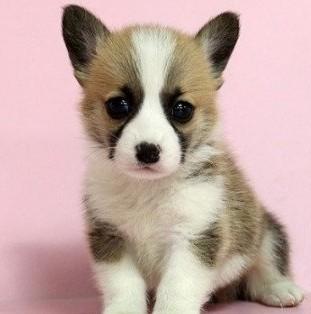 在哪里买柯基狗最便宜柯基最便宜的是什么品种