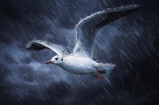 暴雨中展翅翱翔的海燕图片素材_免费下载_jpg