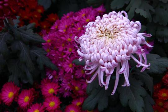 燕郊植物园菊花展拍摄活动