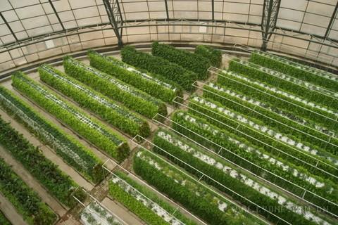 芽苗菜种植前景怎么样?无公害绿色蔬菜市场火爆(附芽苗菜种植技术)