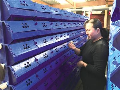 渔嫂请螃蟹住单身公寓洞头霓屿渔养民转业创业出路多
