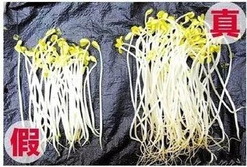 无根之萍亦有归处:日主漂泊命格的安顿之道