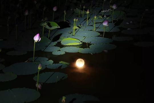 夏夜的荷塘月色