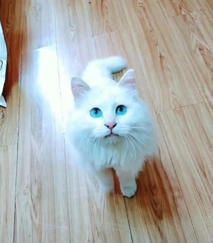 狮子猫长毛蓝眼成年猫