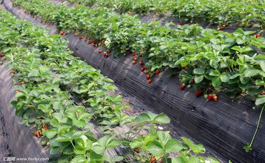 适合年轻人自主创业的项目5:大棚草莓采摘基地
