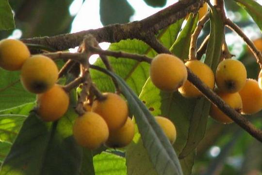 2018种枇杷赚钱吗枇杷种植的利润与投资成本及前景预测图片32494600x400