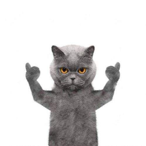 抖音上蓝猫竖大拇指点赞手势图片抖音bgm短蓝猫竖大拇指点赞图片