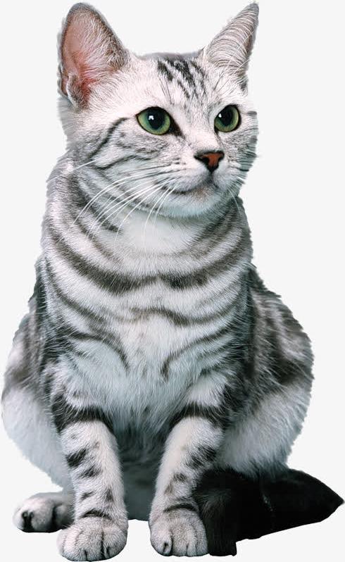 猫咪免抠素材免费下载_觅元素51yuansu.com