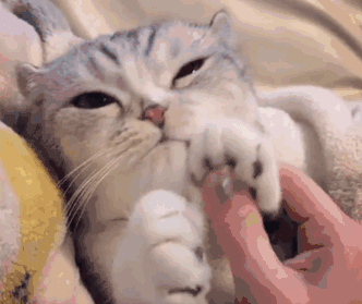 壁纸动物猫猫咪小猫桌面332_279gif动态图动图