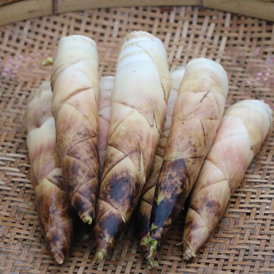 临安天目山春雷笋新鲜春笋野生雷笋铺笋短芽笋现挖小竹笋3斤包邮