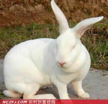 [农广天地]獭兔养殖技术视频