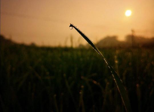 三月春在微风扬,晨晖独照小雨露