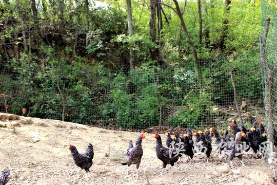 旬阳甘溪镇半山坡飞出"彩凤凰"助农实现创业梦想-陕西
