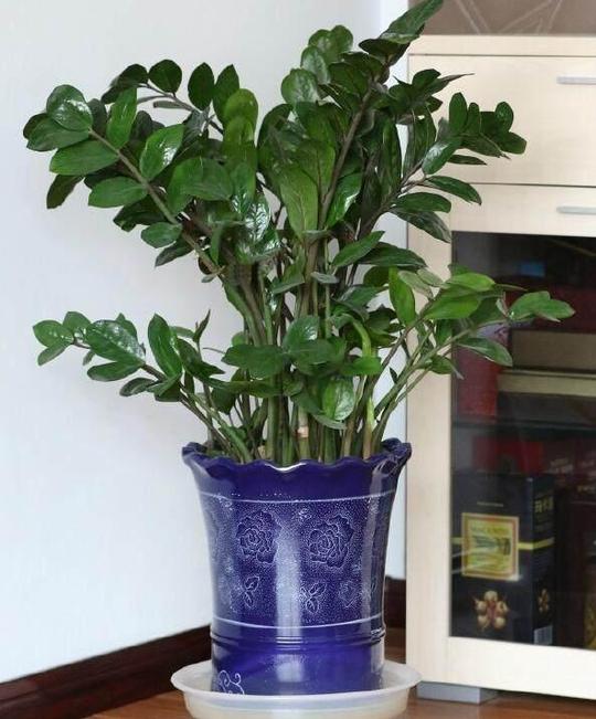 适合在室内养殖的植物盆栽，既能观赏又能净化空气杀菌
