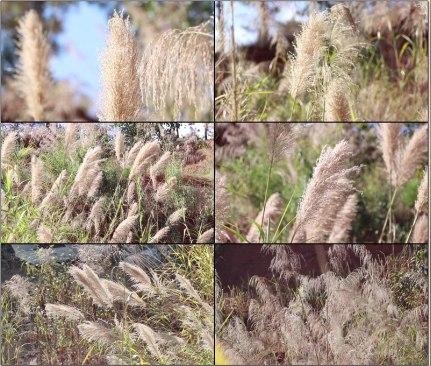 实拍特写芦苇荻花秋天芦苇荡芦花湿地专题宣传led背景视频素材