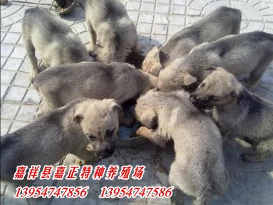 济宁创业养殖项目肉狗崽养殖成本利润