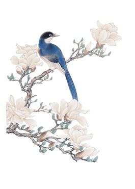 工笔玉兰花鸟素材