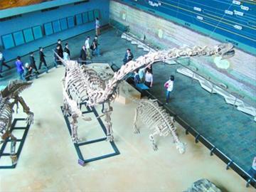 5月24日,大型恐龙化石"辽宁巨龙"在辽宁鸟化石国家地质公园博物馆正式