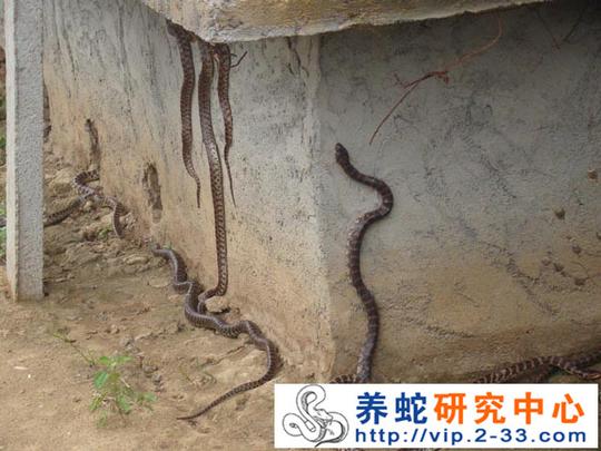 养蛇赚钱是真的吗