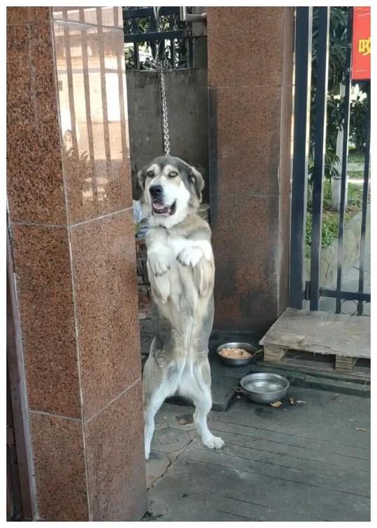 狗狗守在店门口，一见人就恭喜发财，活该主人生意好!