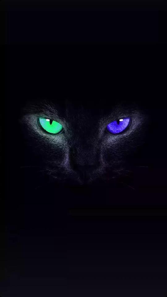 抖音黑猫睁眼无水印壁纸_抖音黑猫睁眼高清动态壁纸下载_游戏吧
