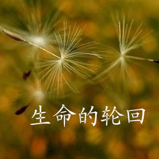《生命的轮回》作者佚名朗诵马踏飞燕