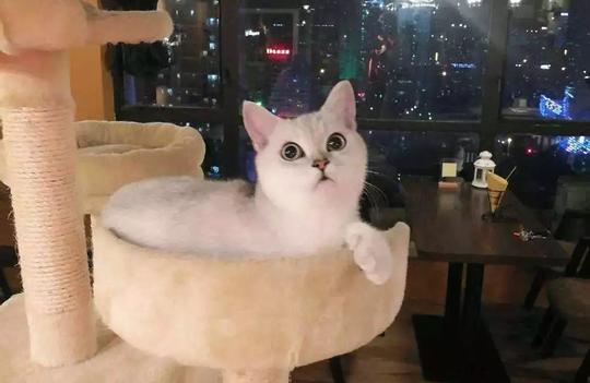宠物正文而相对于狗而言,猫更适合节奏越来越快的这片水泥森林.