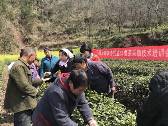 建始新农人李林的创业之路,马坡"十株茶"的前世今生