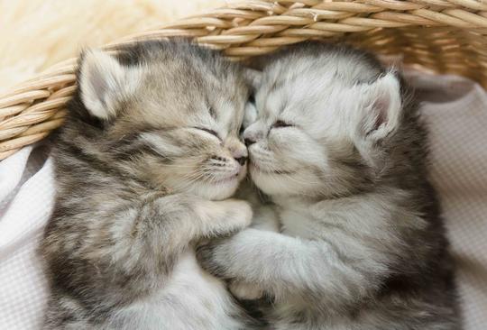 可爱的小猫，睡觉的，猫高清壁纸-第1张-ip图库