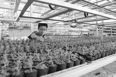 年回乡创业种植多肉植物收获真金白银