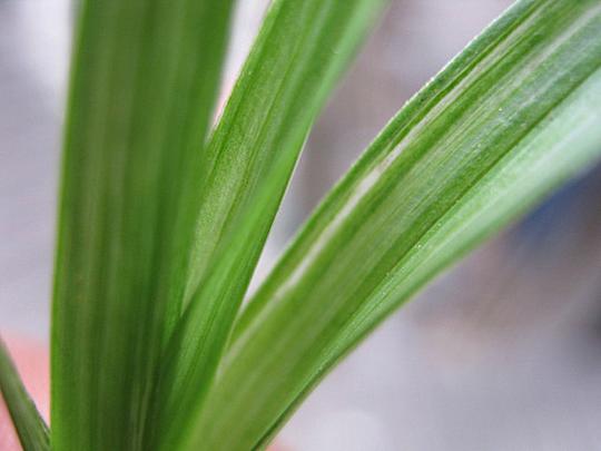 极品春兰水晶刷尾瓷白龙根小草