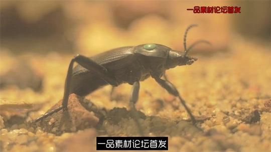 沙石地面甲虫觅食微细生物微距拍摄甲虫生活视频实拍