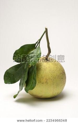 柚子,白柚,水果-站酷海洛正版图片,视频,音乐素材